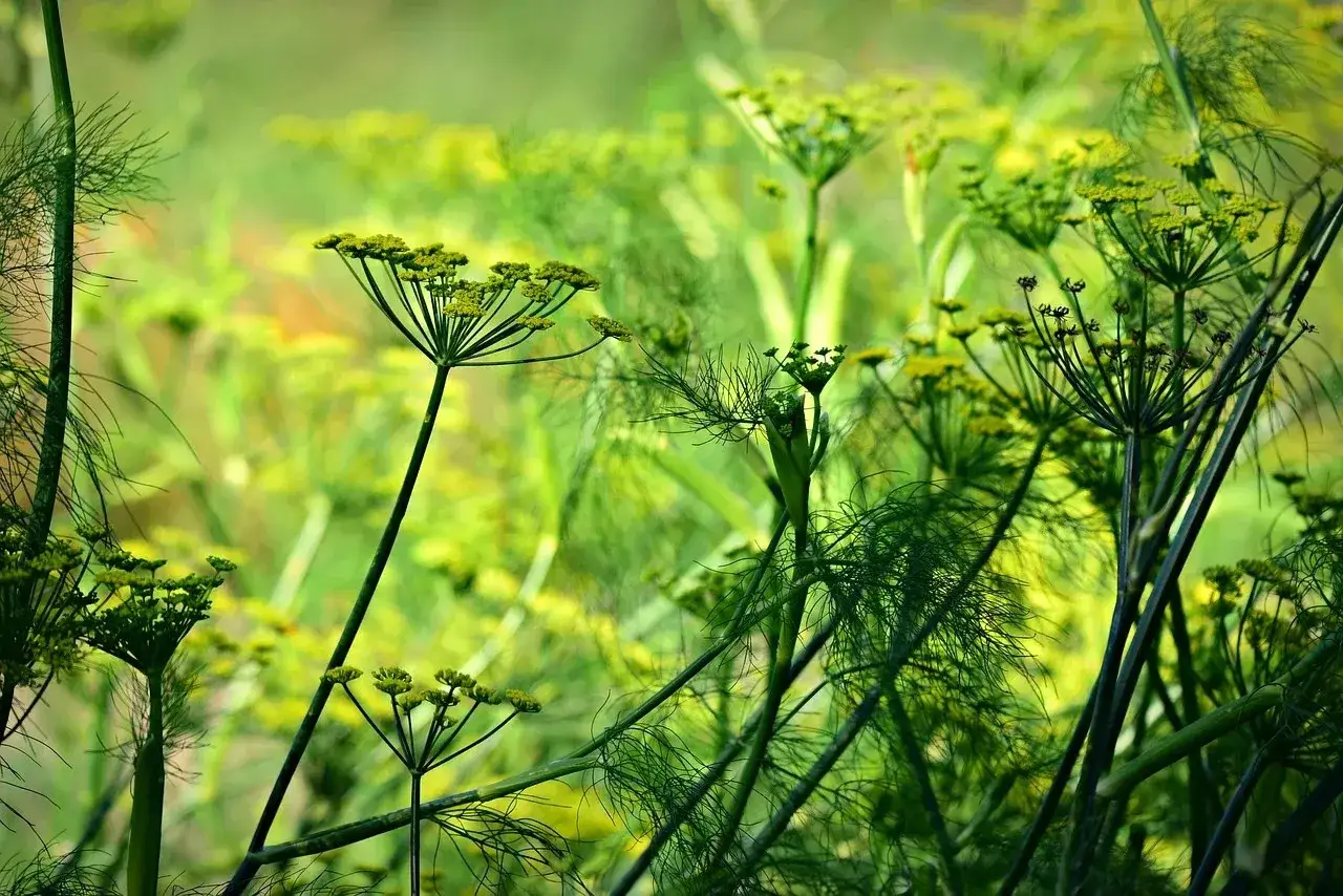 Fiori delicati e filiformi di una pianta anice si stagliano su uno sfondo verde sfocato, evocando un senso di freschezza e natura.