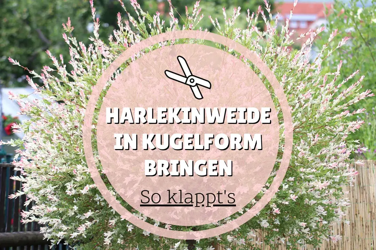 Harlekinweide in Kugelform bringen &ndash; so klappt's! Mit einer Schere wird die bunte Weide in Form geschnitten.