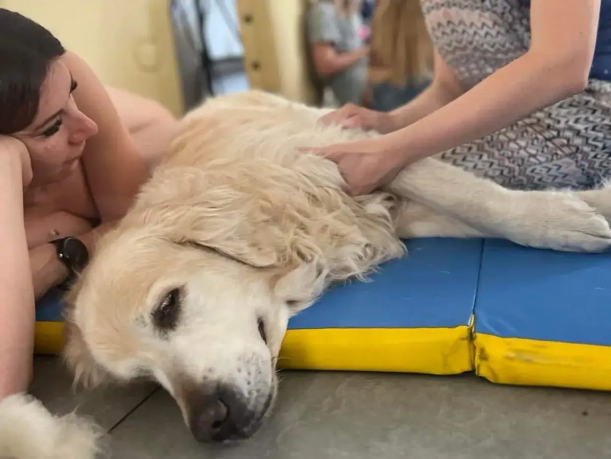 Masywny pies rasy golden retriever leży na macie, podczas gdy kobieta delikatnie masuje jego łapę.