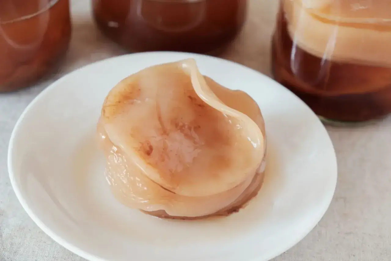zdrowy grzybek kombucha wygląd