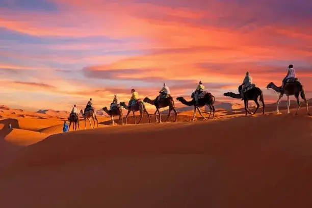 Sahara Erg Chebbi zach&oacute;d słońca wielbłądy