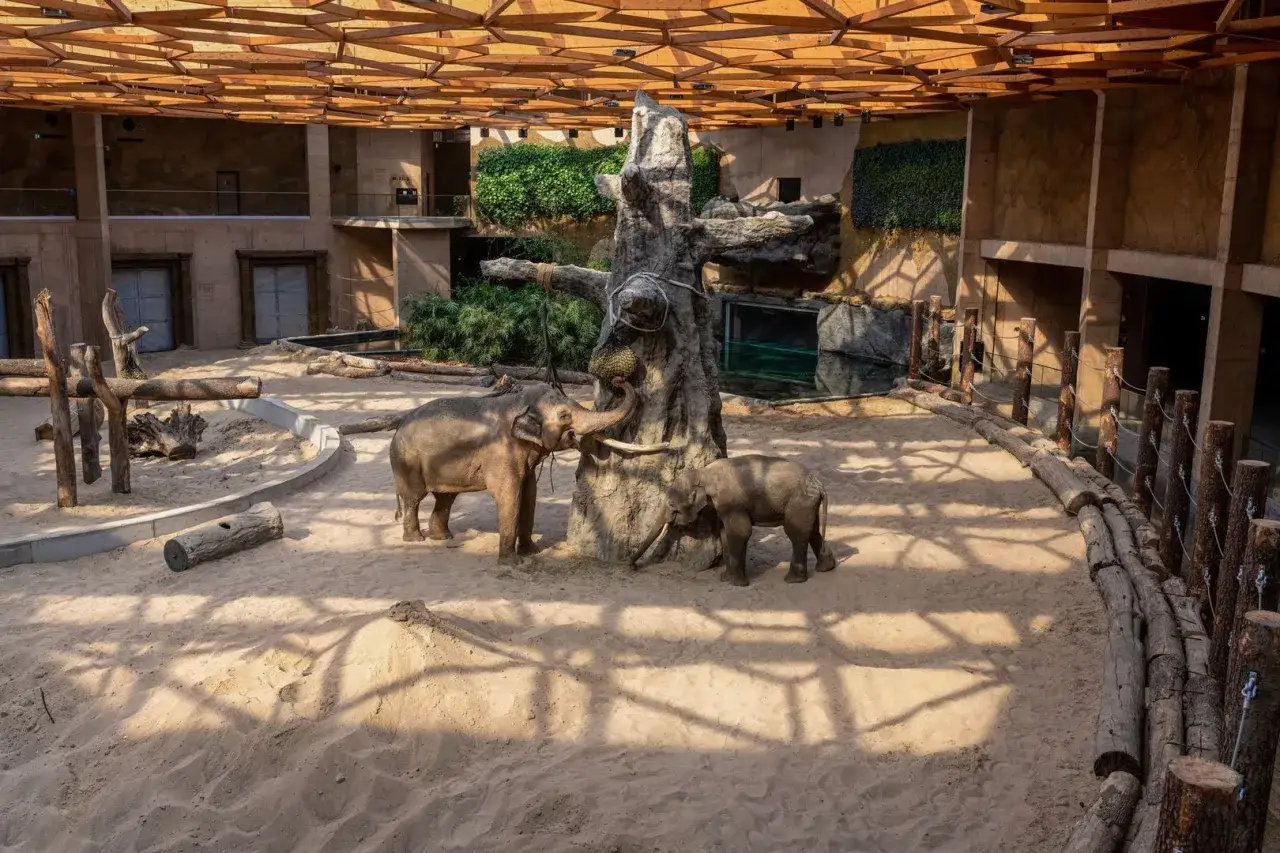 Słonie w łódzkim zoo, które niedługo będzie największym oceanarium w Polsce.