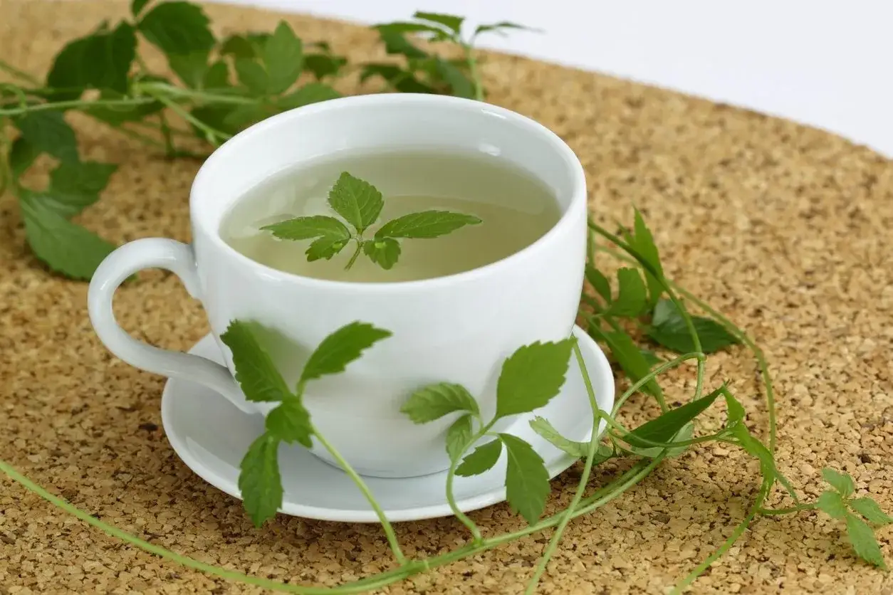 Eine Tasse Jiaogulan-Tee, umgeben von frischen Jiaogulan-Ranken. Die Jiaogulan Wirkung wird oft für ihre gesundheitlichen Vorteile geschätzt.