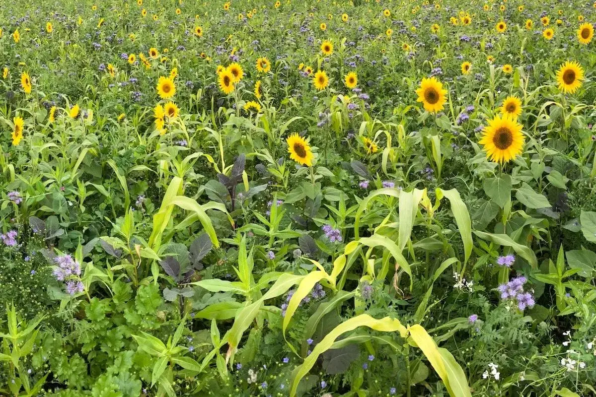 Campo fiorito con girasoli e fiori viola, un'esplosione di vita che contrasta la stanchezza del terreno.