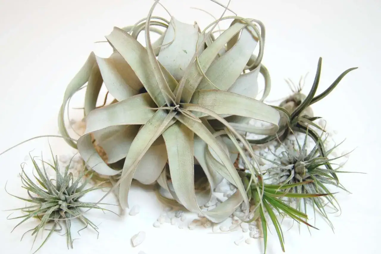 Un grupo de plantas de clavel de aire, con sus hojas plateadas y espinosas, descansan sobre peque&ntilde;as piedras blancas.