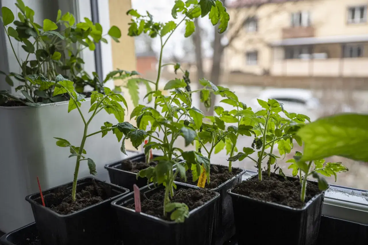Sm&aring; tomatplantor i krukor p&aring; f&ouml;nsterbr&auml;dan, redo att vattna.