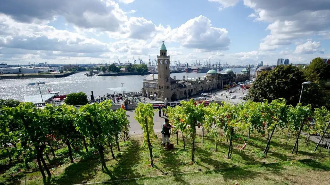 Wein aus Hamburg: Ein Weinberg mit Blick auf den Hafen und die Landungsbrücken.