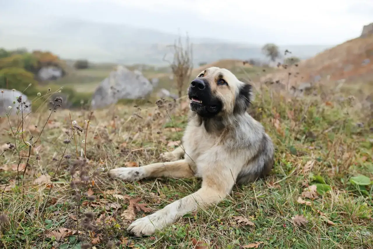 Kangal turecki waga: potężny pies leży na trawie, obserwując otoczenie.