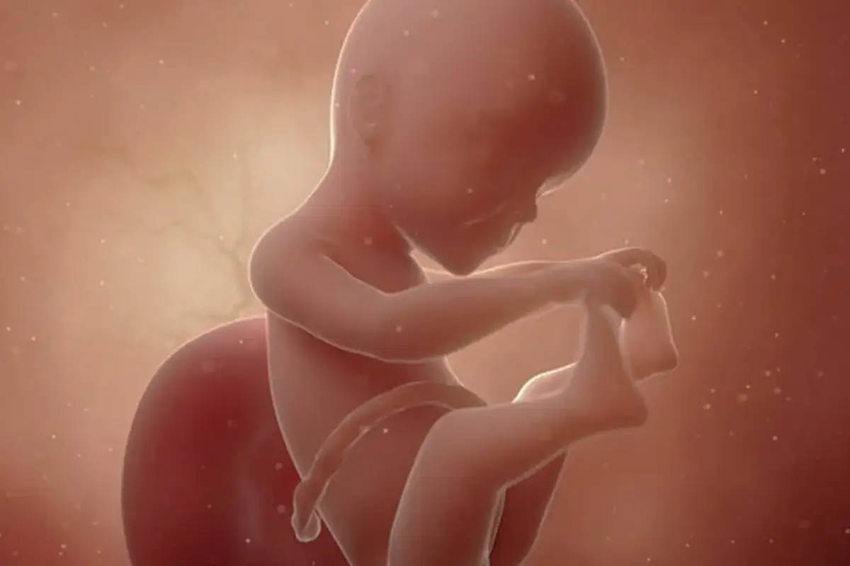 Feto umano in fase di sviluppo, circa 25 settimane di gravidanza quanti mesi sono, con dettagli anatomici visibili.