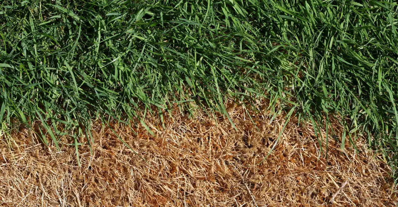 C&eacute;sped verde vibrante se encuentra con hierba seca y dorada, mostrando el contraste y el desaf&iacute;o de recuperar c&eacute;sped seco.