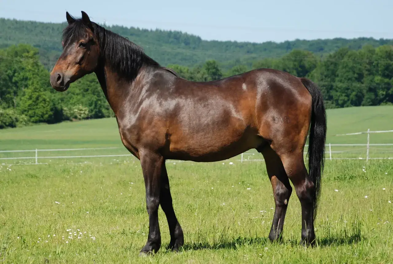 Ein braunes deutsches Reitpony steht auf einer grünen Wiese mit Blumen.