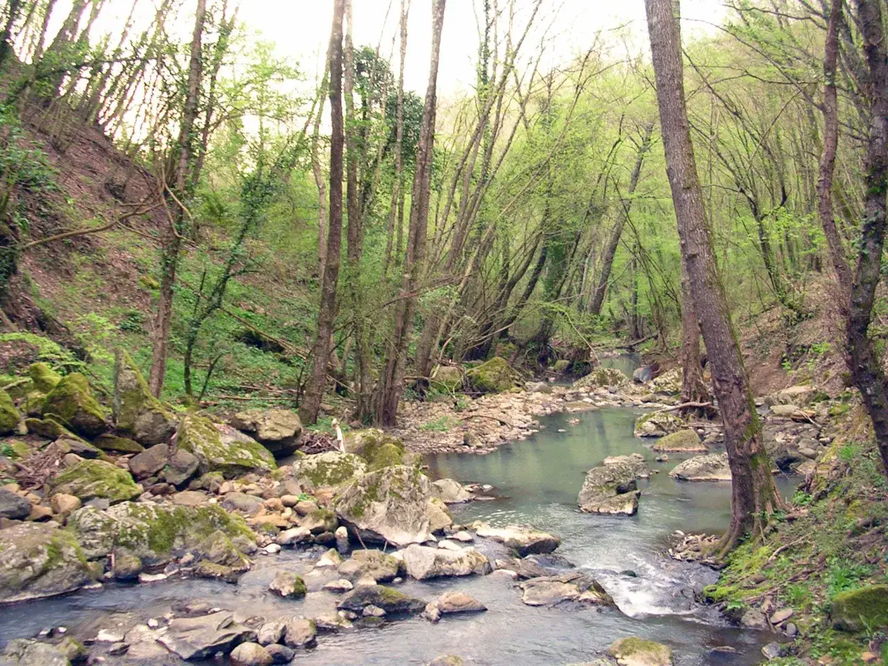 Un ruscello serpeggia tra rocce muschiose e alberi fitti nella selva del Lamone, un angolo di natura selvaggia.