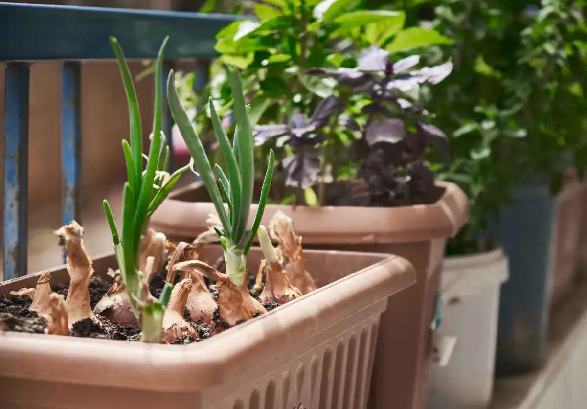 Jeunes pousses d'oignons dans un pot. Idéal pour savoir que planter après les oignons, comme du basilic ou d'autres herbes aromatiques.