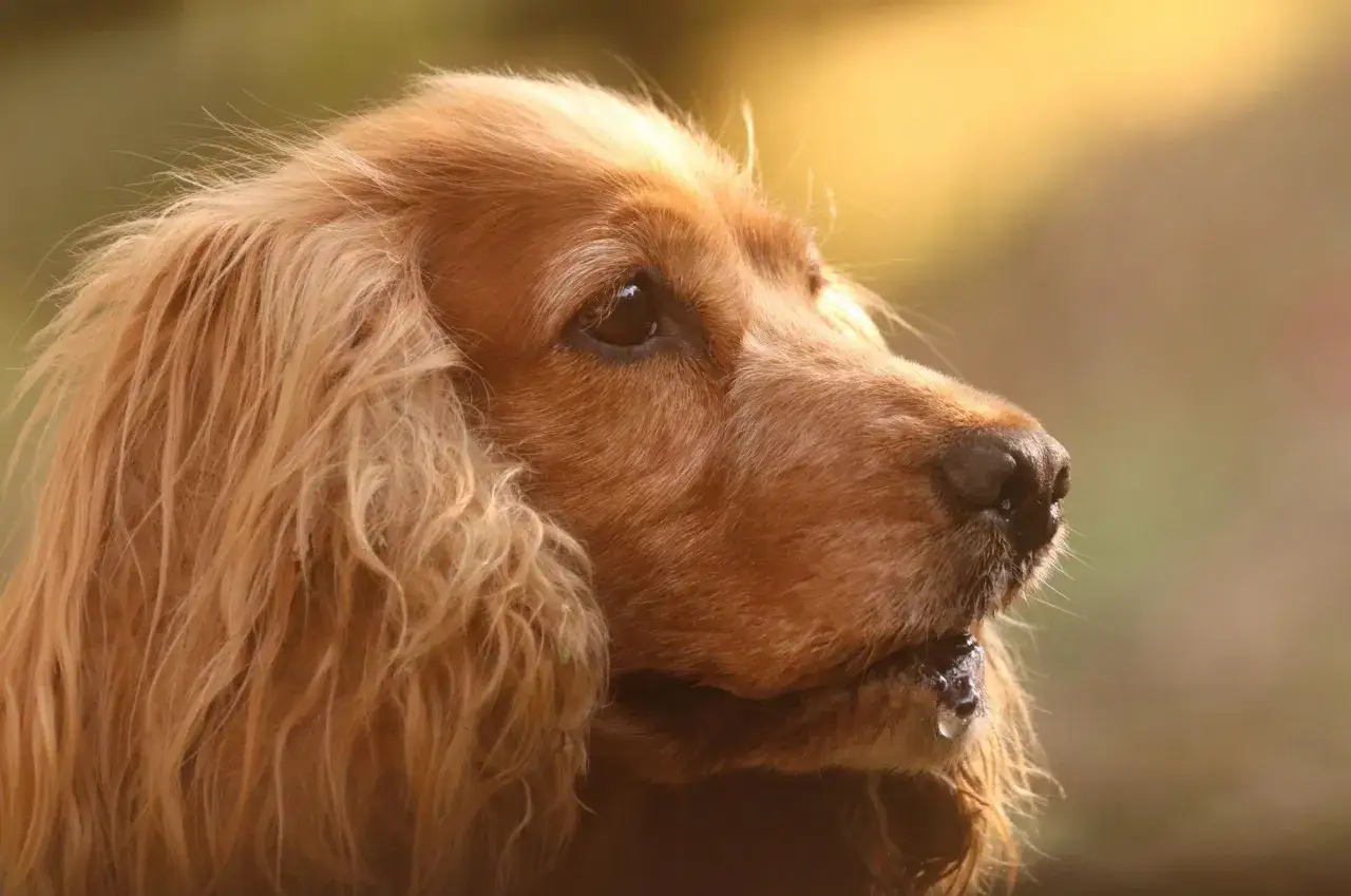 Rudy cocker spaniel angielski, z mokrym pyskiem, wygląda jakby zastanawiał się nad swoją wagą.