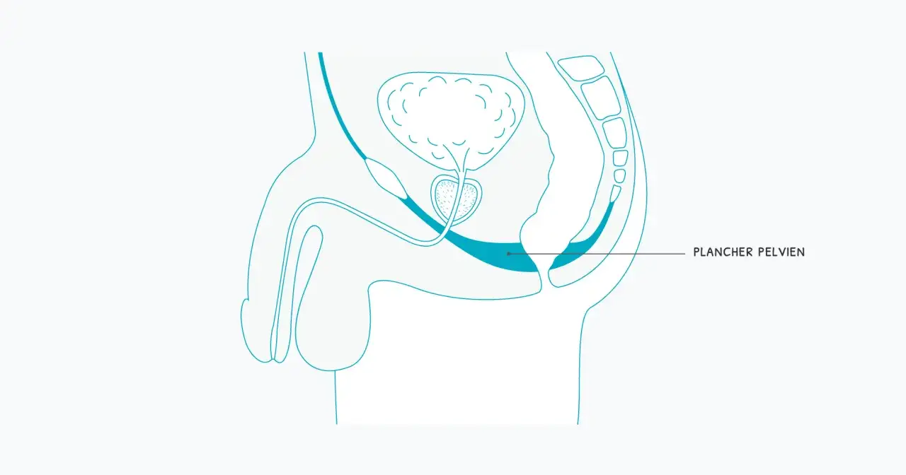 Schéma anatomique montrant le plancher pelvien, essentiel pour la rééducation périnéale homme après opération prostate.