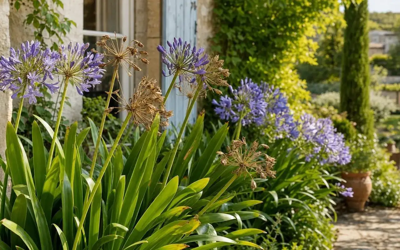 Des agapanthes bleues et séchées, signe d'un entretien réussi, bordent un chemin de jardin.