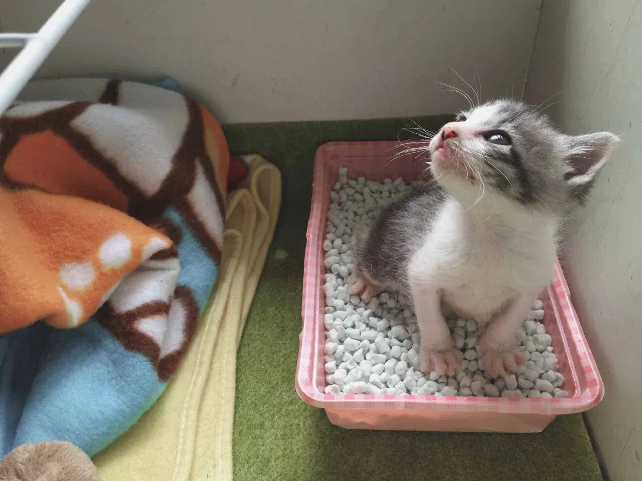 A tiny kitten sits in a pink litter box, learning how to train a cat to use a litter box. Beside it, a cozy blanket awaits.