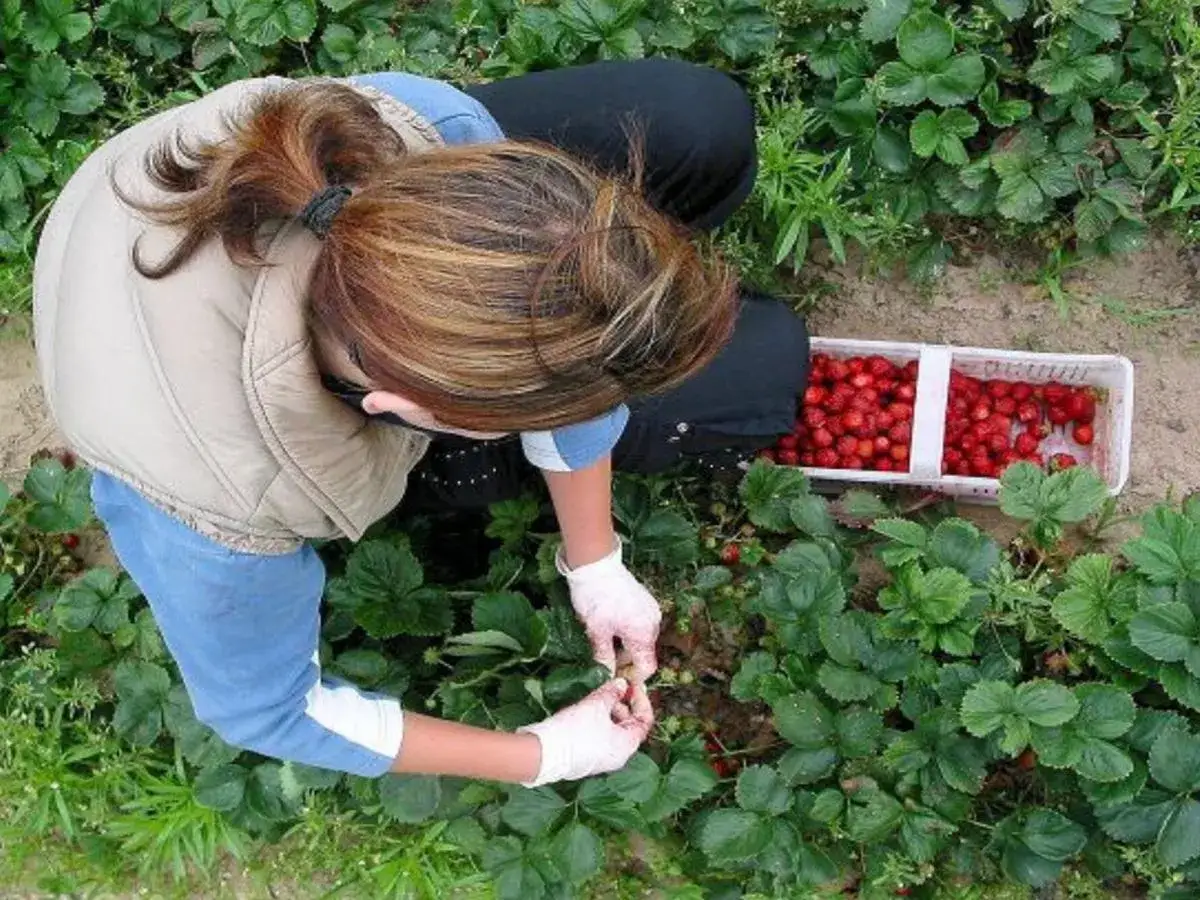 Kobieta w białych rękawiczkach zbiera do białego koszyka dojrzałe truskawki. Wokół bujne zielone liście, widać początek uprawy truskawek.