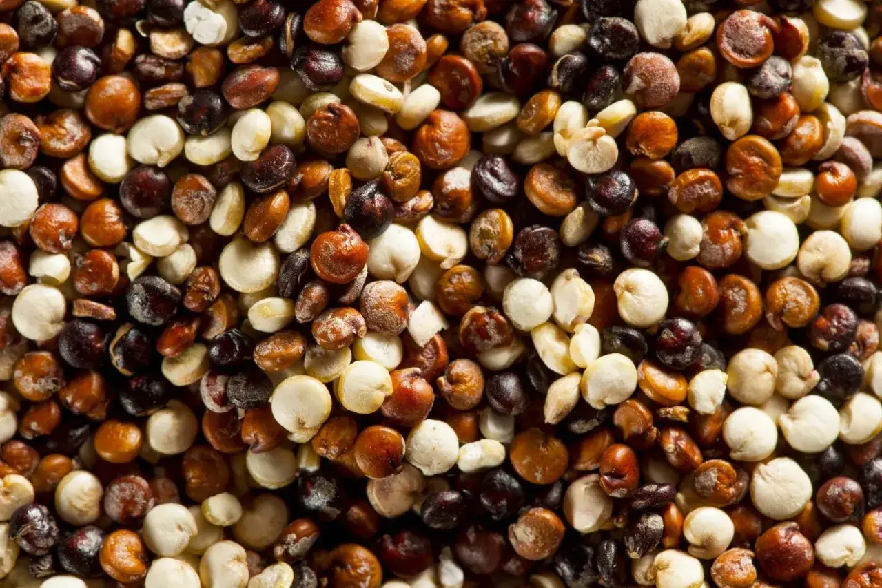Un primo piano di quinoa tricolore, un legume nutriente, con chicchi bianchi, rossi e neri mescolati.