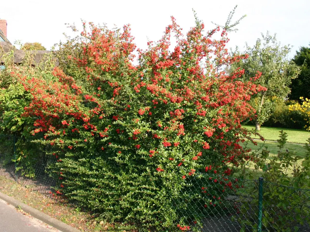 Eine &uuml;ppige feuerdorn hecke mit vielen roten Beeren, die sich an einem sonnigen Tag entlang eines Zauns erstreckt.