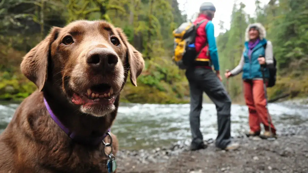Un chien brun heureux profite d'une activité insolite avec son chien, une randonnée en forêt près d'une rivière.