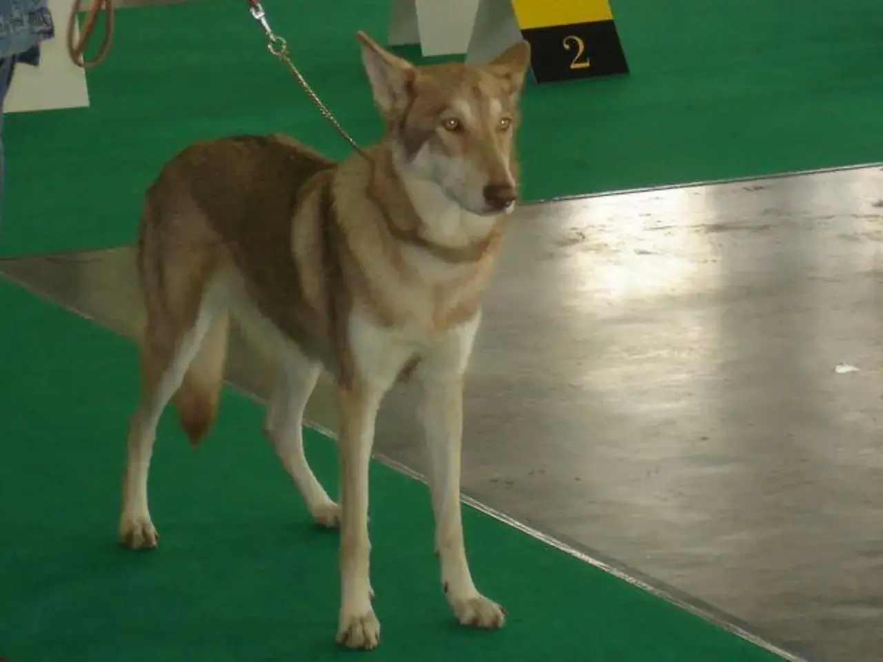 Un perro lobo de Saarloos, con su pelaje leonado y blanco, espera pacientemente en una alfombra verde.