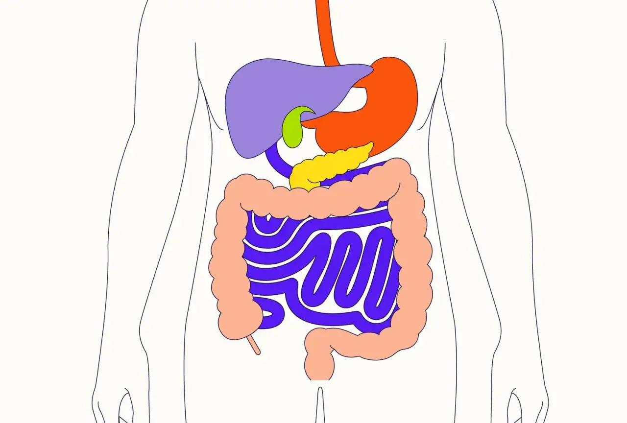 Illustrazione del sistema digestivo. Se un bambino di 12 anni ha mal di stomaco, potrebbe essere legato a questi organi.