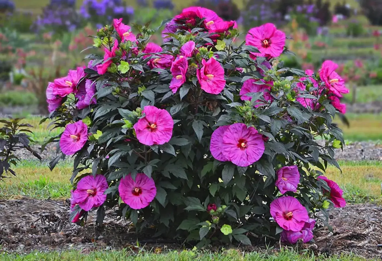 Krzew hibiskusa z fioletowymi kwiatami. Kiedy przycinać hibiskus, by kwitł obficie?