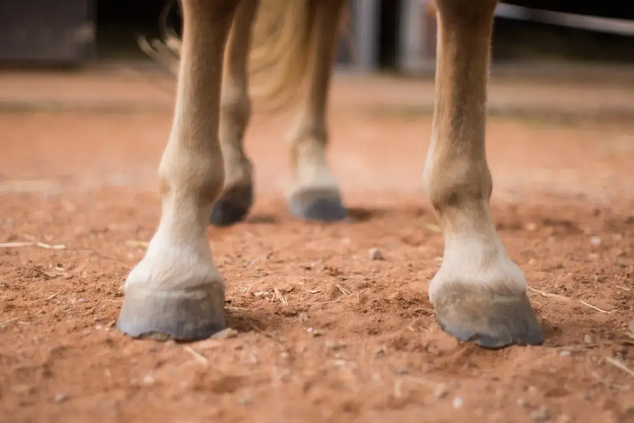 Pattes de cheval sur sol sablonneux. Une légère enflure au boulet peut indiquer une entorse, un symptôme à surveiller.