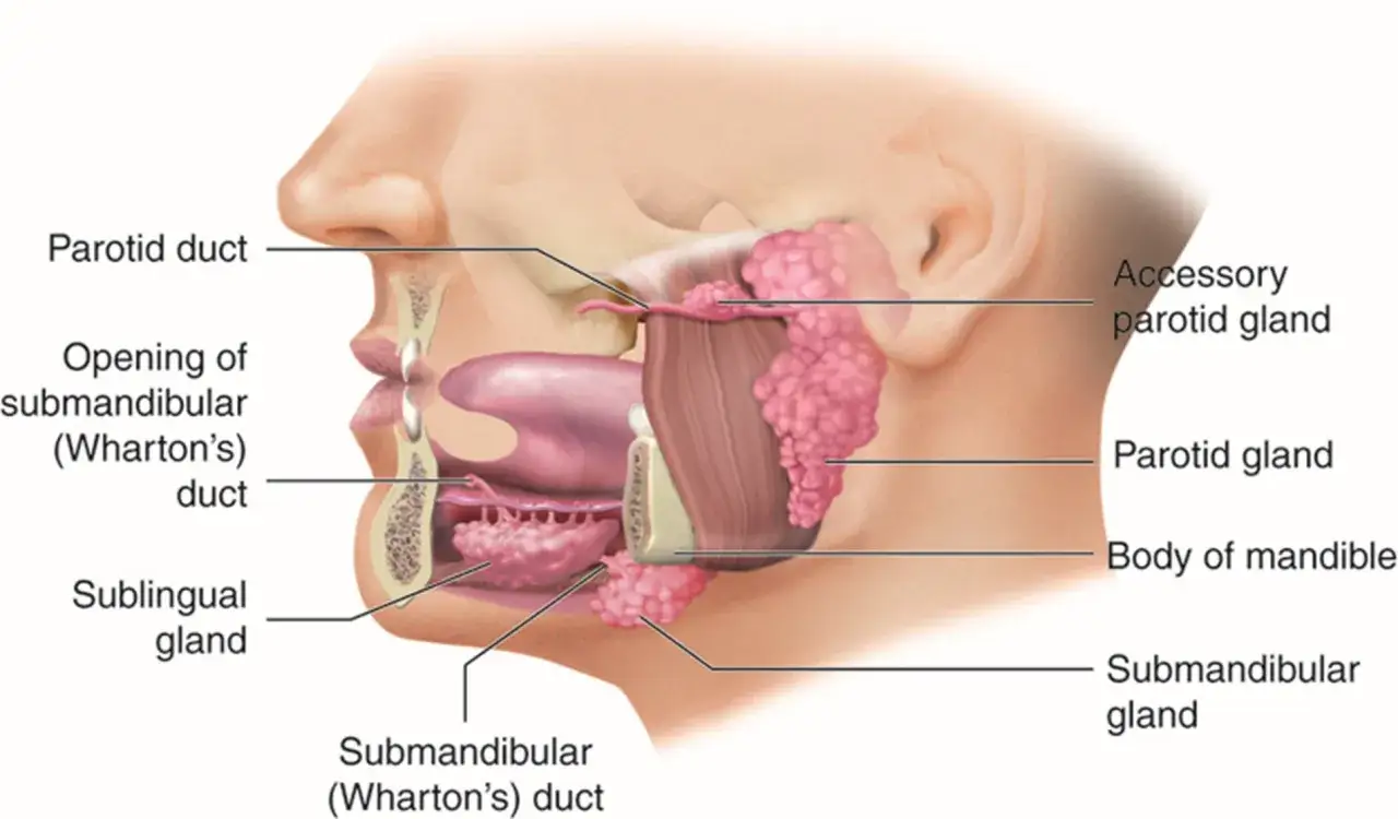 Anatomia ślinianek: przyuszna, podżuchwowa i podjęzykowa, kluczowe dla produkcji śliny.