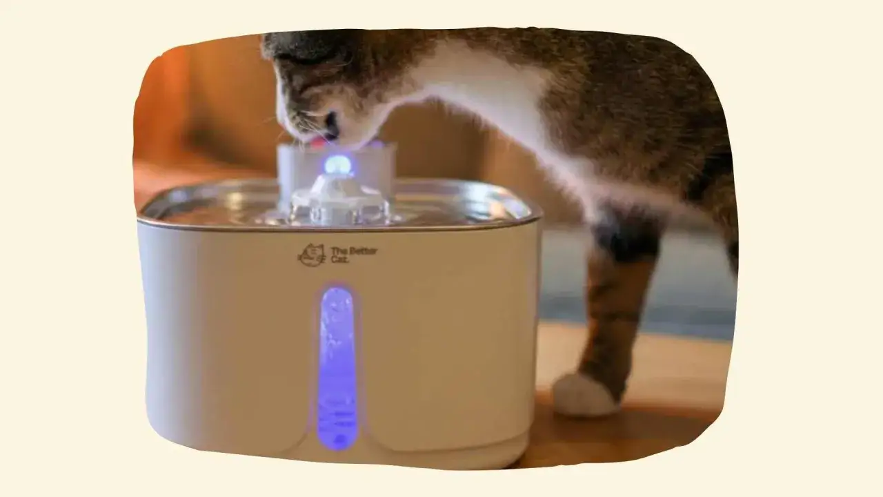 Eine Katze trinkt aus einem Wasserspender. Sie scheint viel zu trinken, da sie sich so konzentriert.