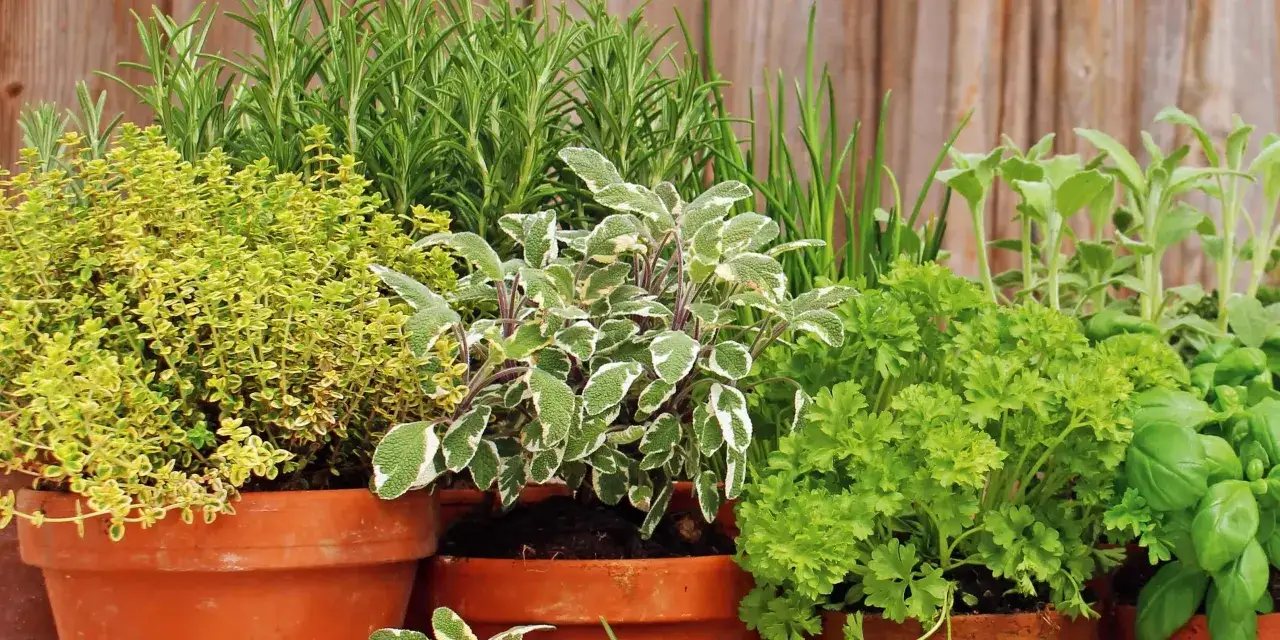 Vasi di terracotta pieni di erbe aromatiche fresche: timo, salvia, rosmarino, prezzemolo e basilico, pronti per la semina.