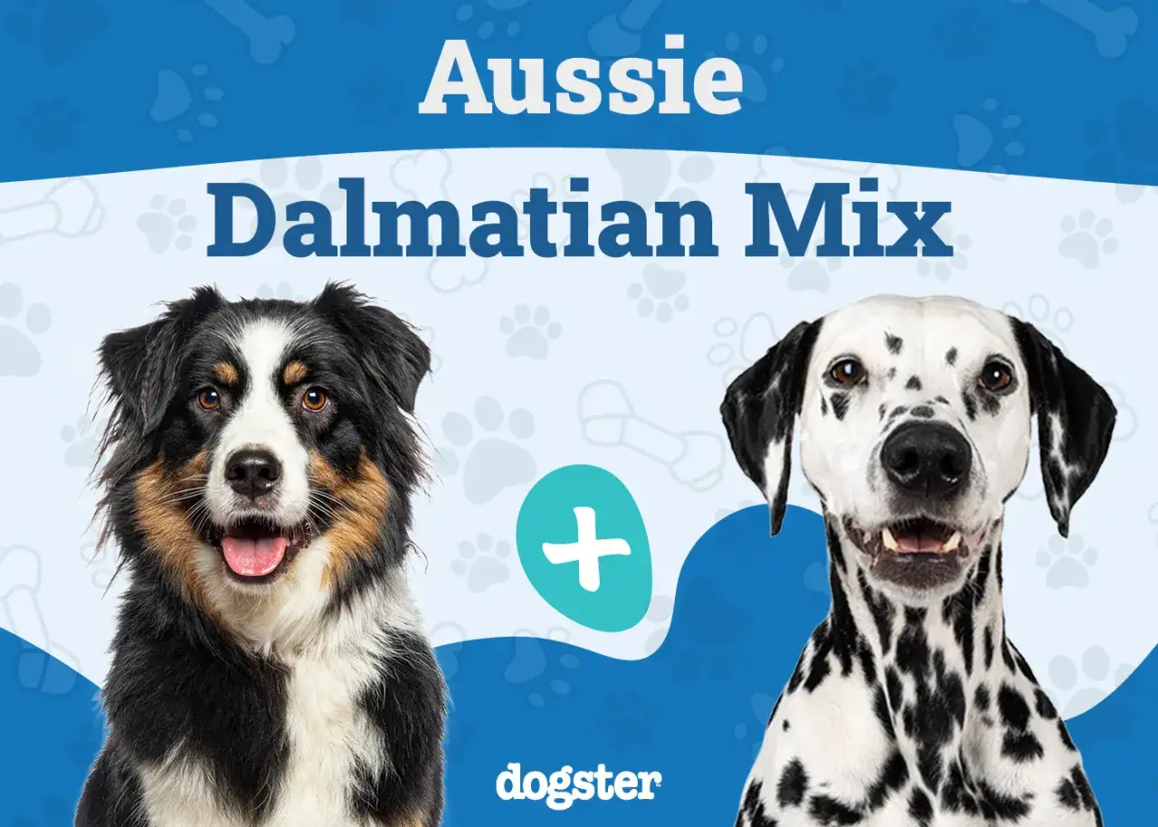 Ein bunter Australian Shepherd und ein gefleckter Dalmatiner, die zusammen einen 