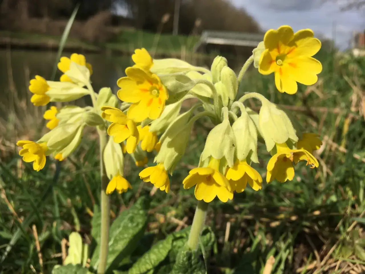 Un bouquet de fleurs primev&egrave;res jaunes &eacute;claire un champ verdoyant pr&egrave;s d'un cours d'eau.