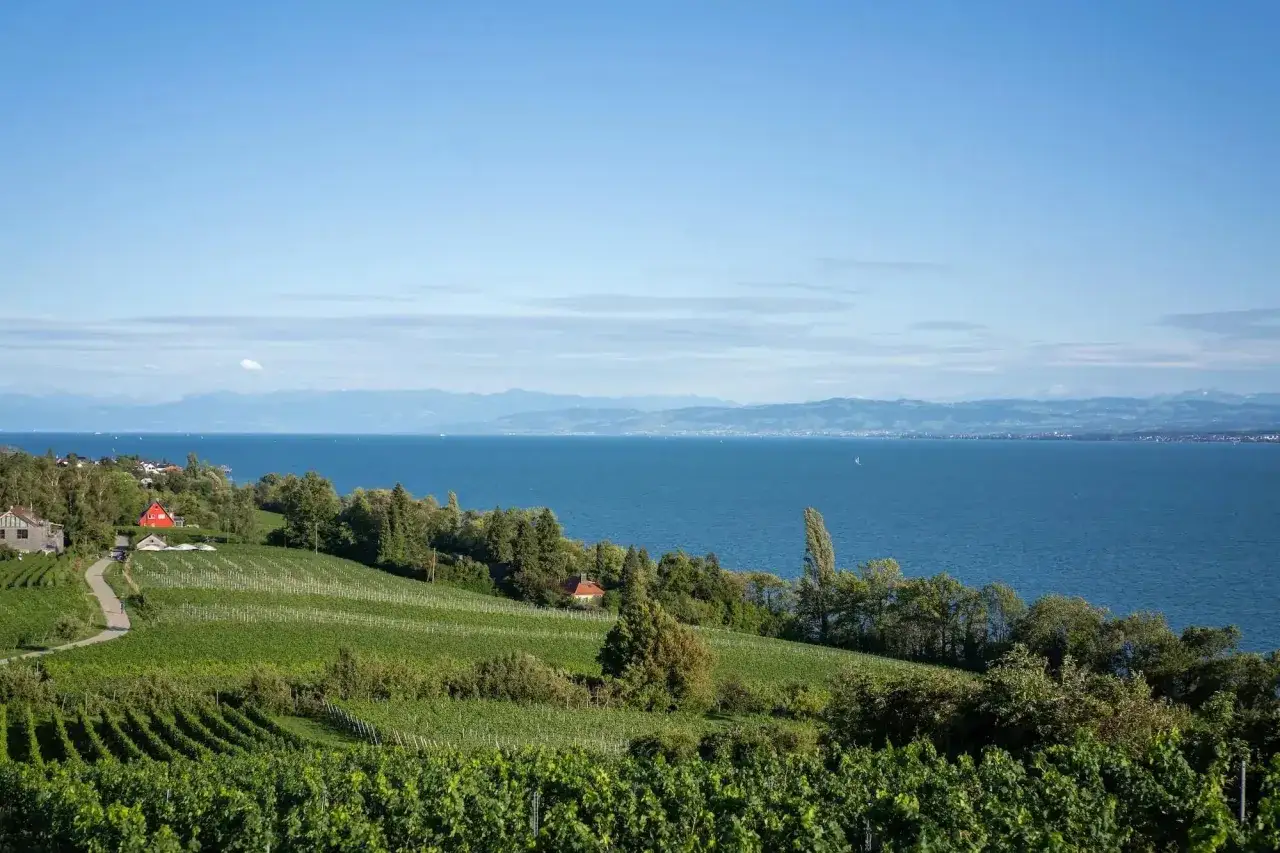 Weinberge am Bodensee laden zum Wandern ein. Ein malerisches Panorama mit blauem Wasser und gr&uuml;nen H&uuml;geln.