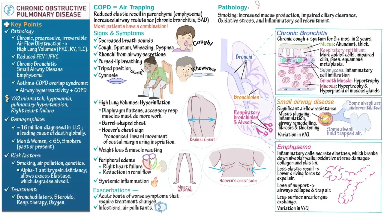 COPD-Schub: Husten, Auswurf, Atemnot, Zyanose, Barrel Chest, Muskelabbau. Lungen&uuml;berbl&auml;hung und Entz&uuml;ndungen sind typisch.