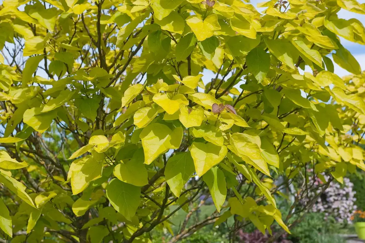 Feuillage dor&eacute; et luxuriant d'un catalpa, dont la taille a &eacute;t&eacute; soign&eacute;e pour un port harmonieux.