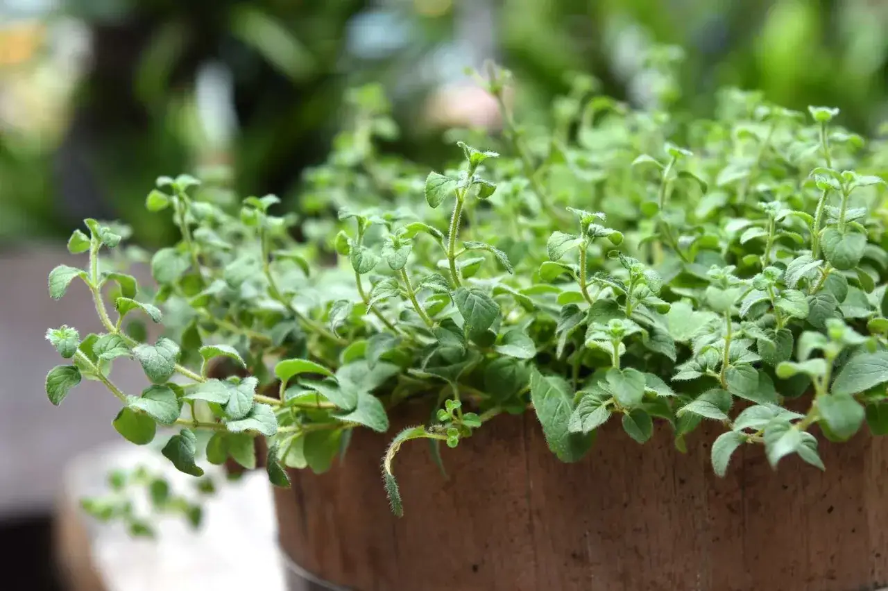 En frodig planta av oregano i en tr&auml;kruka. Perfekt f&ouml;r dig som vill odla oregano f&ouml;r matlagning.