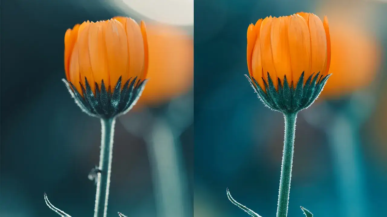 Dwa ujęcia pomarańczowego kwiatu nagietka, ukazujące efekt focus stacking. Detale płatków i łodygi są idealnie ostre.