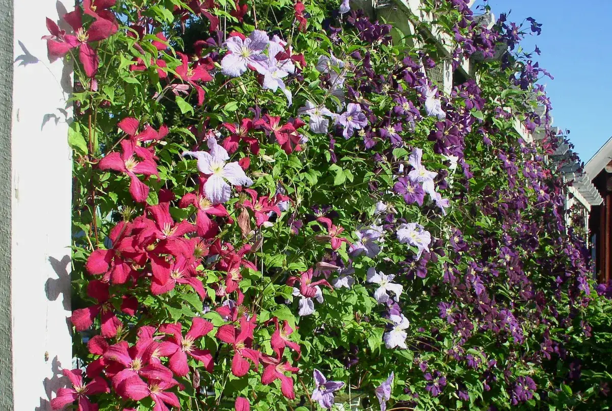 En v&auml;gg t&auml;ckt av blomstrande klematis sorter i lila och rosa nyanser kl&auml;ttrar p&aring; en vit spalj&eacute; mot en bl&aring; himmel.
