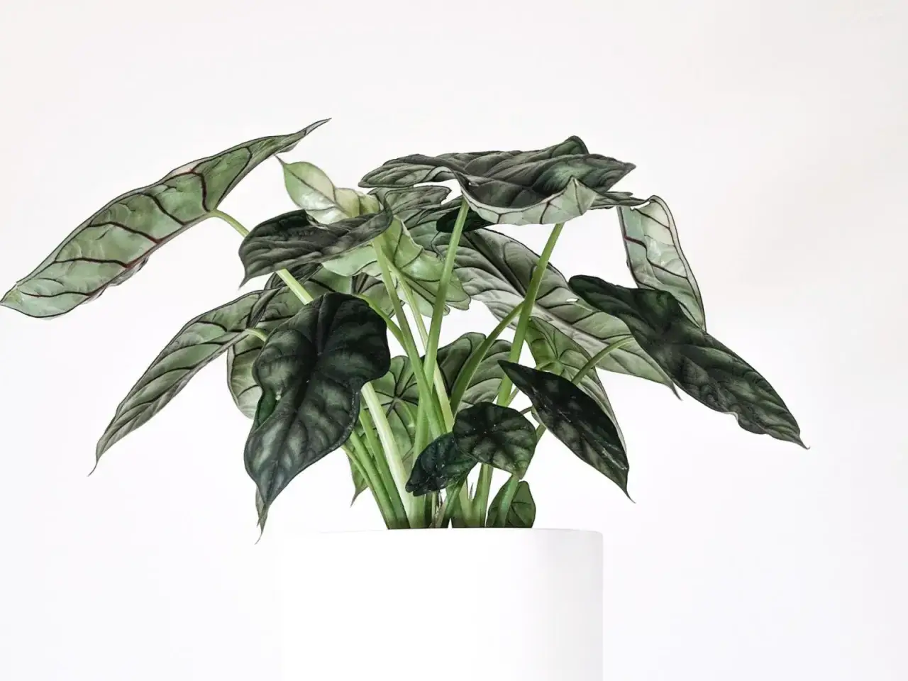 Alocasia Azlanii z ciemnozielonymi, błyszczącymi liśćmi o wyraźnym unerwieniu, w białej donicy.