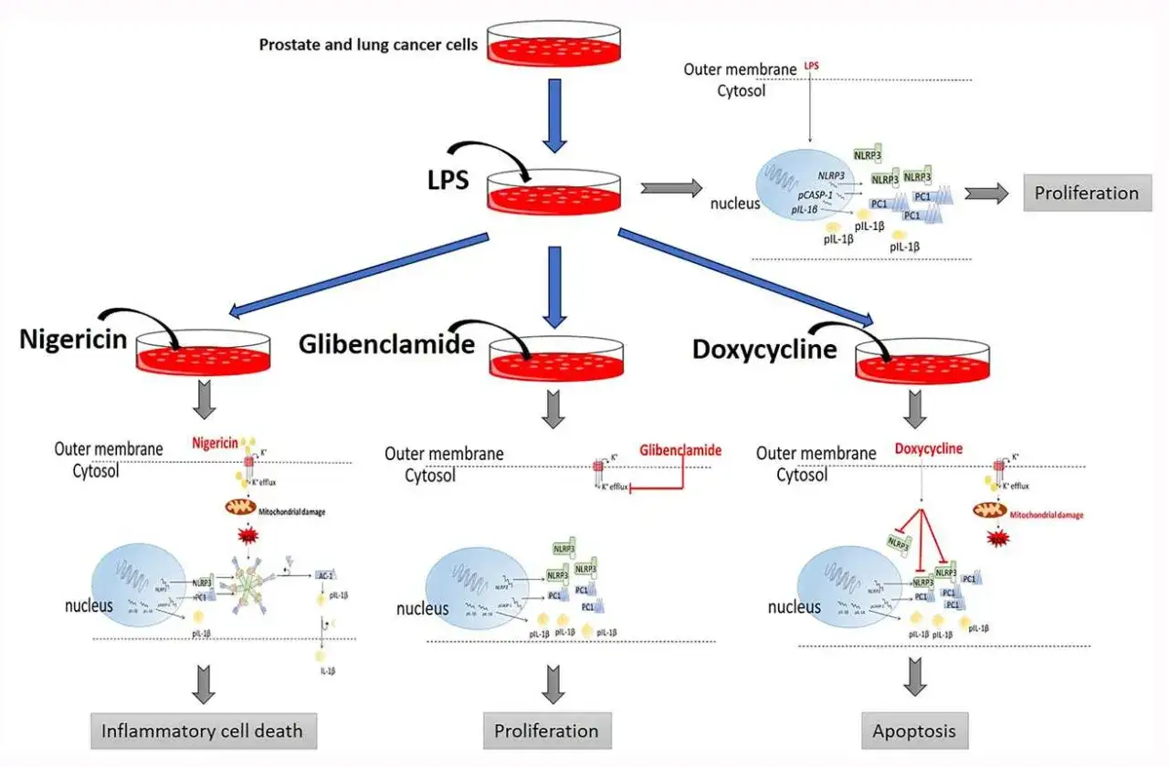 Schemat przedstawia wpływ LPS, nigerycyny, glibenklamidu i doksycykliny na kom&oacute;rki nowotworowe. Doksycyklina prowadzi do apoptozy, a nie do proliferacji jak alkohol.