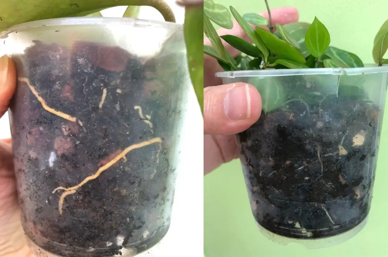 Avant et apr&egrave;s le rempotage d'une orchid&eacute;e : racines saines dans un nouveau substrat.