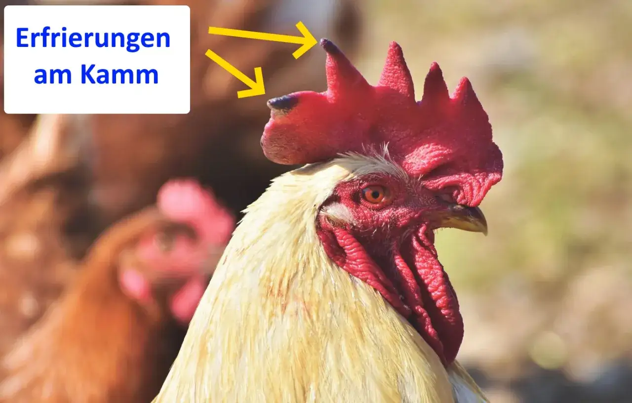 Ein Hahn mit einem roten Kamm, dessen Spitzen dunkel verf&auml;rbt sind, was auf Erfrierungen am Kamm hindeutet.