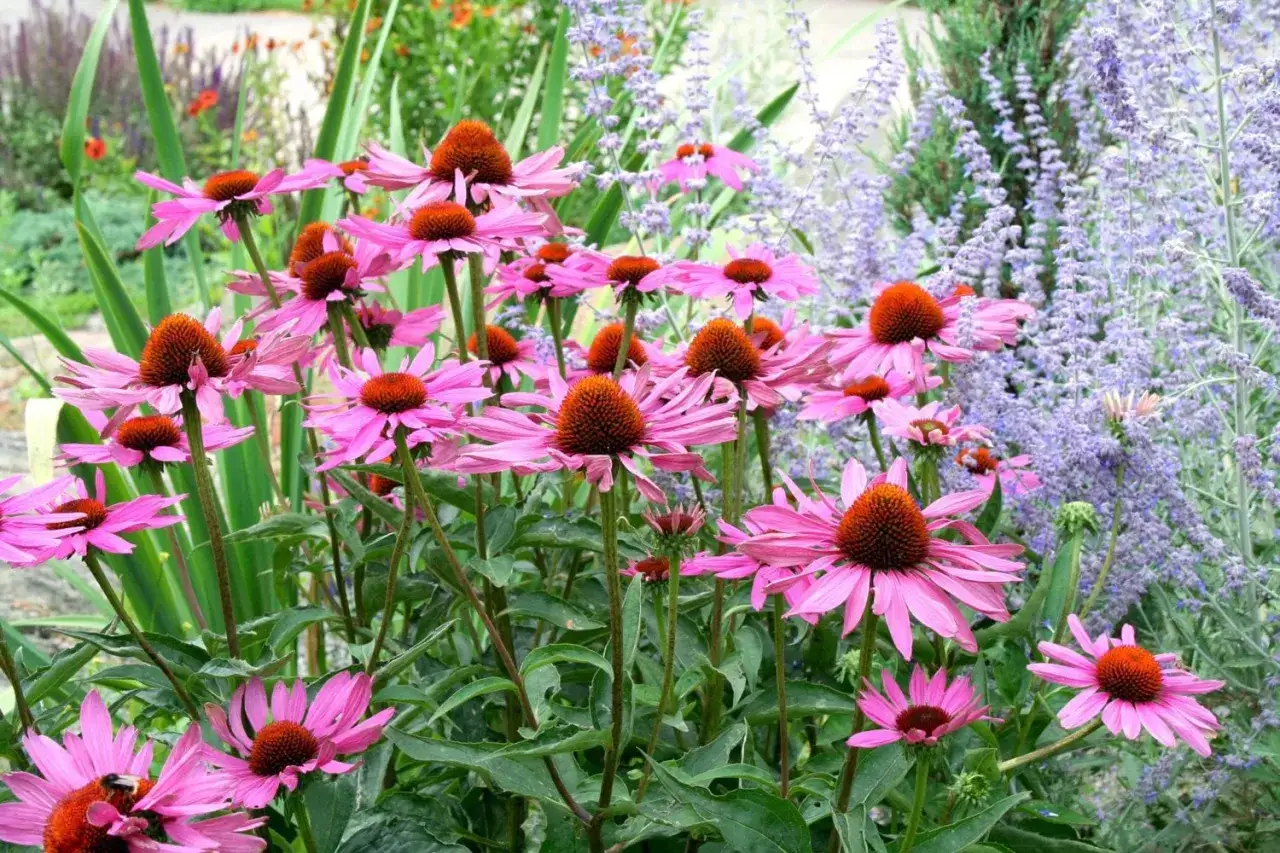 En grupp rosa solhatt magnus blommor med orange mitt, omgivna av lila blommor och gröna blad.
