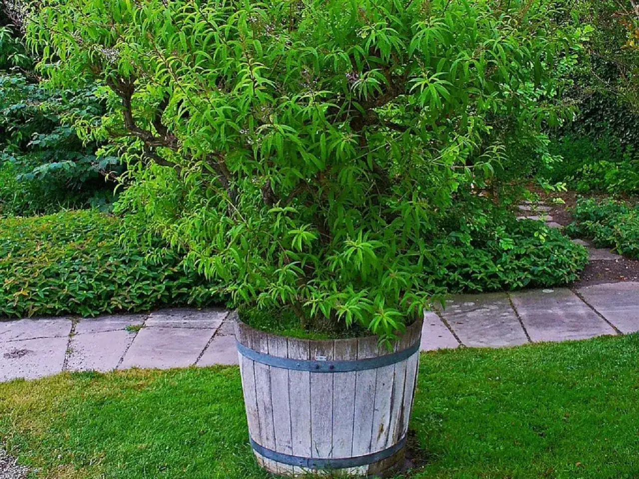 Un arbuste luxuriant de verveine citronnelle, aux feuilles vertes vives, pousse dans un tonneau en bois vieilli, au milieu d'un jardin verdoyant.