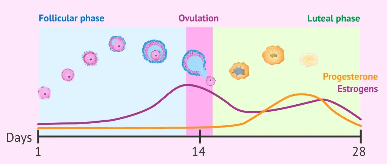 Grafico del ciclo mestruale: fase follicolare, ovulazione e fase luteinica. Il significato della fase luteinica è legato all'aumento del progesterone.