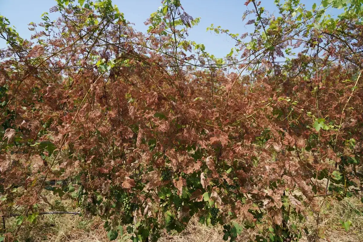 Vite devastate dai **danni** della **Popillia japonica**. Le foglie sono scheletriche, marroni e secche, con grappoli d'uva ancora verdi visibili tra i rami.