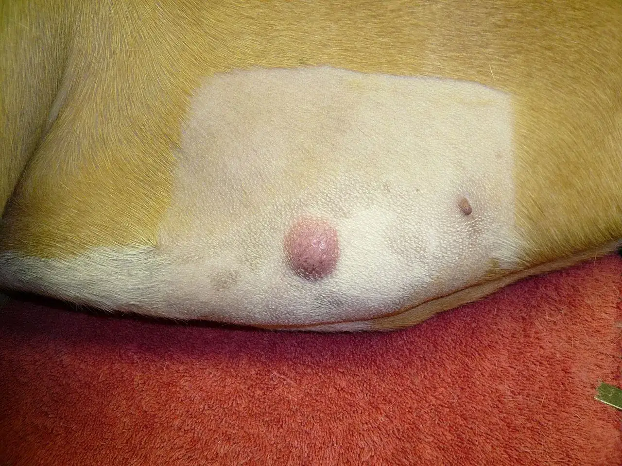 Widoczny mastocytoma u psa – różowa, guzkowata zmiana skórna na brzuchu.