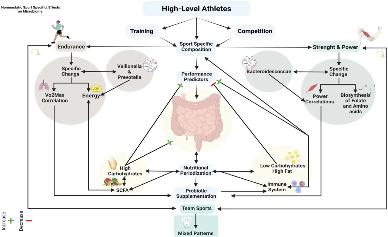 Schema zeigt, wie Training und Ern&auml;hrung die Darmflora beeinflussen. Glutamin wirkt sich positiv auf die Energie und die Biosynthese aus.
